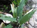 Alocasia / Alocasia lauterbachiana